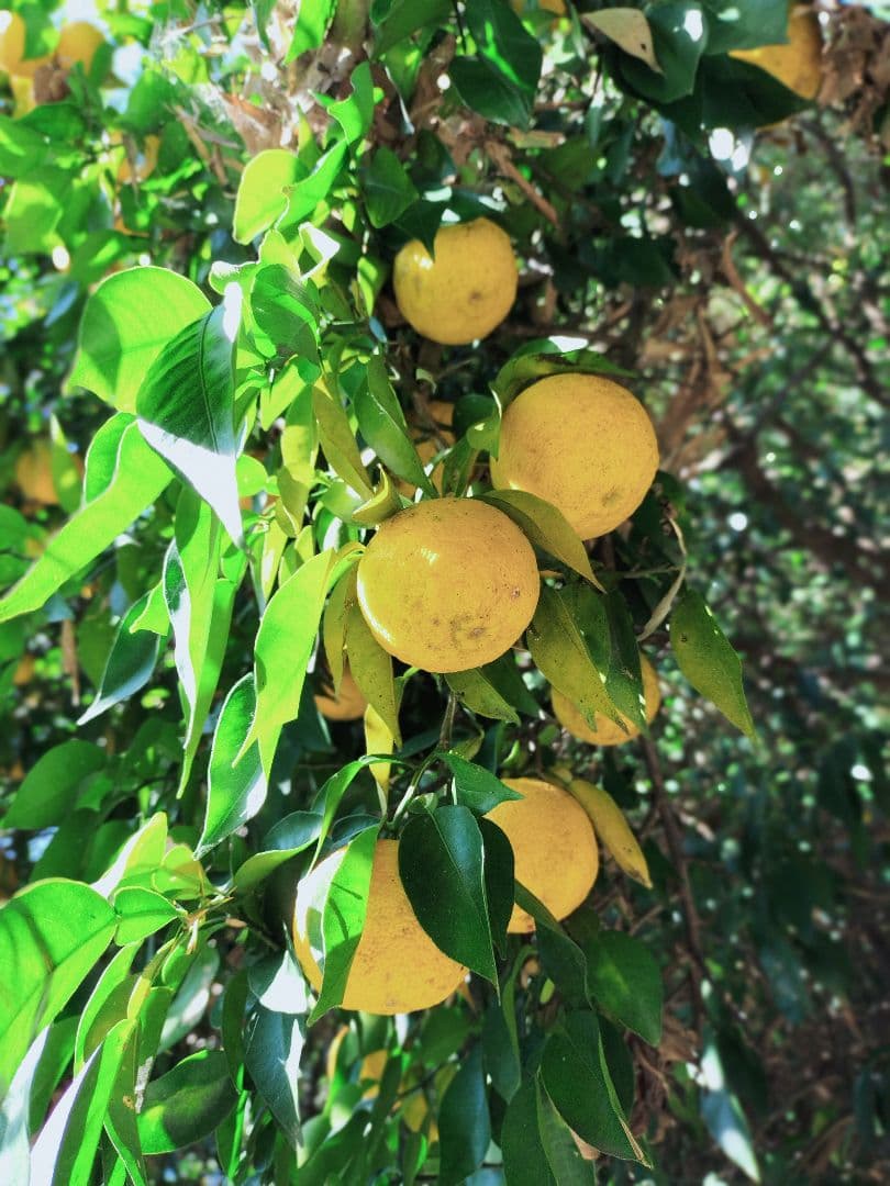 F様ご依頼品　実生本柚子8㌔