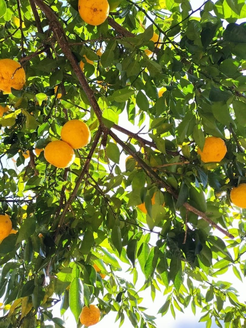 F様ご依頼品　実生本柚子8㌔