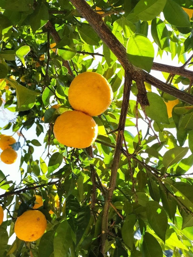 F様ご依頼品　実生本柚子8㌔