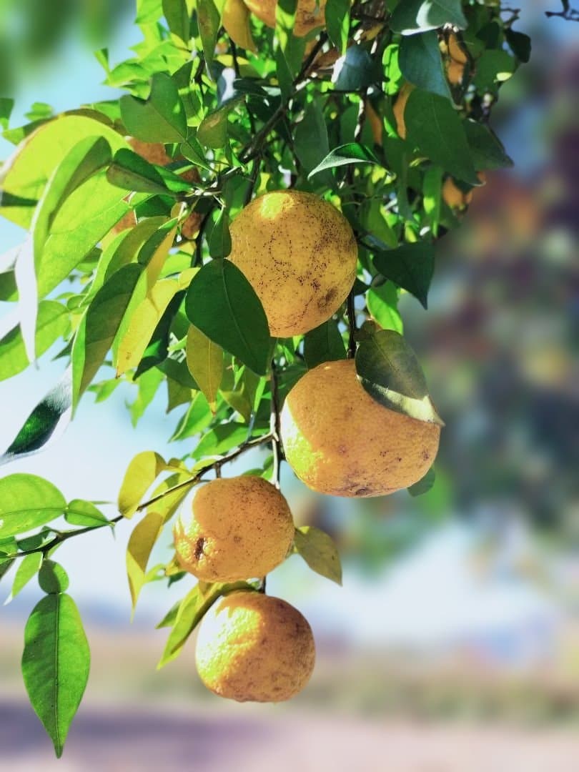 F様ご依頼品　実生本柚子8㌔