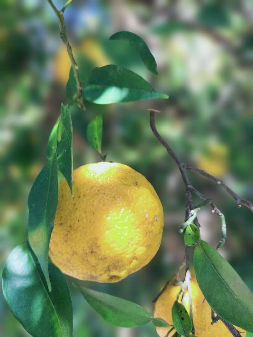 F様ご依頼品　実生本柚子8㌔