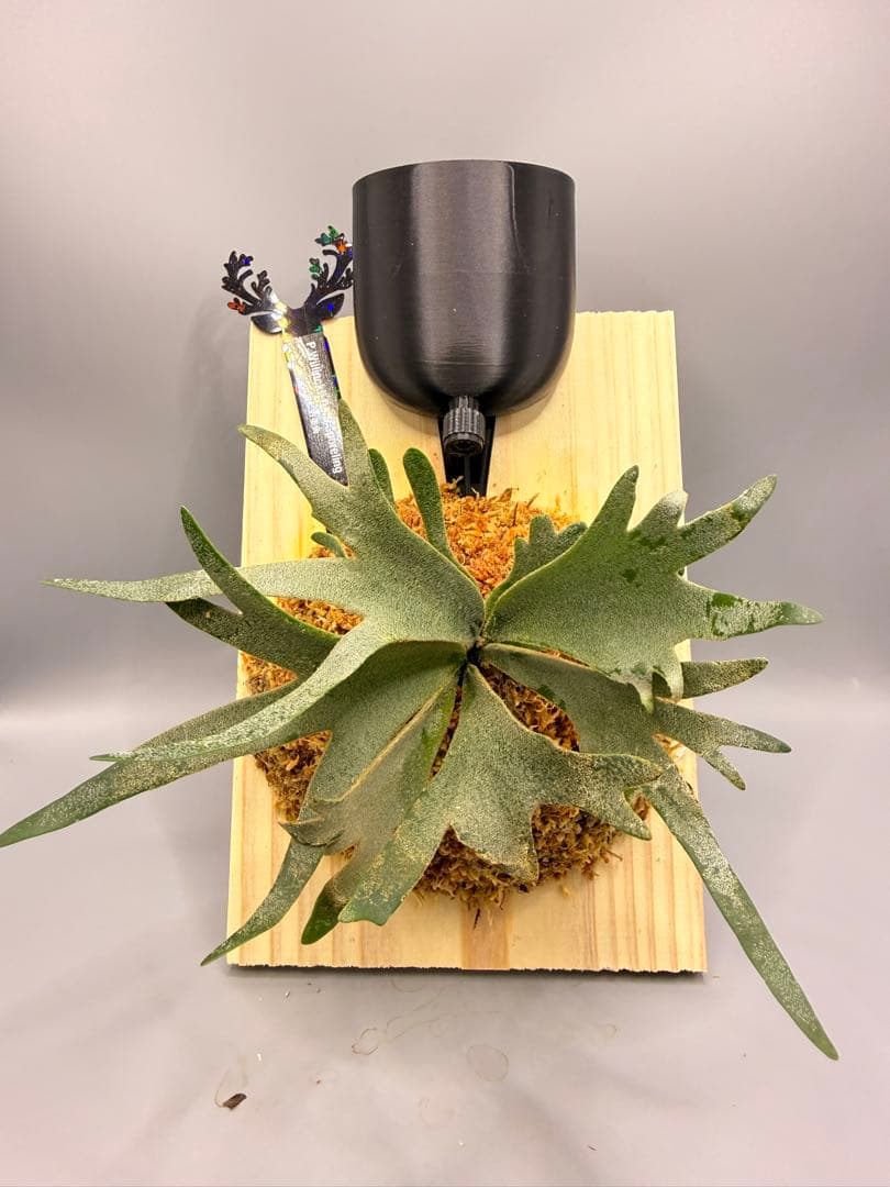 うに　極大サイズ　ビカクシダP.willinckii OMG spore