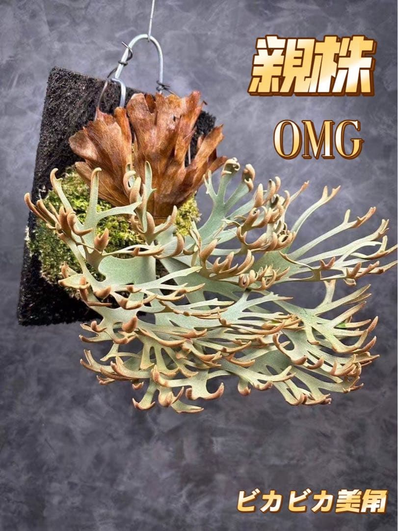 うに　極大サイズ　ビカクシダP.willinckii OMG spore