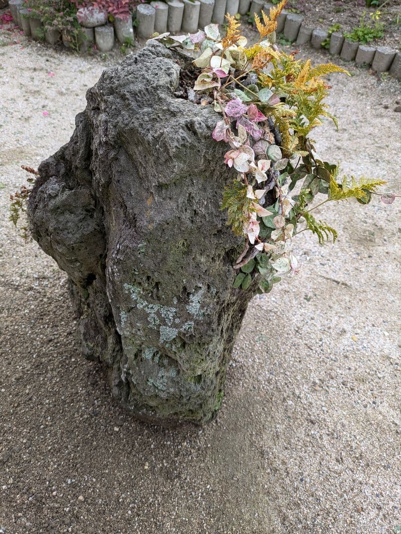 軽石 火山岩
