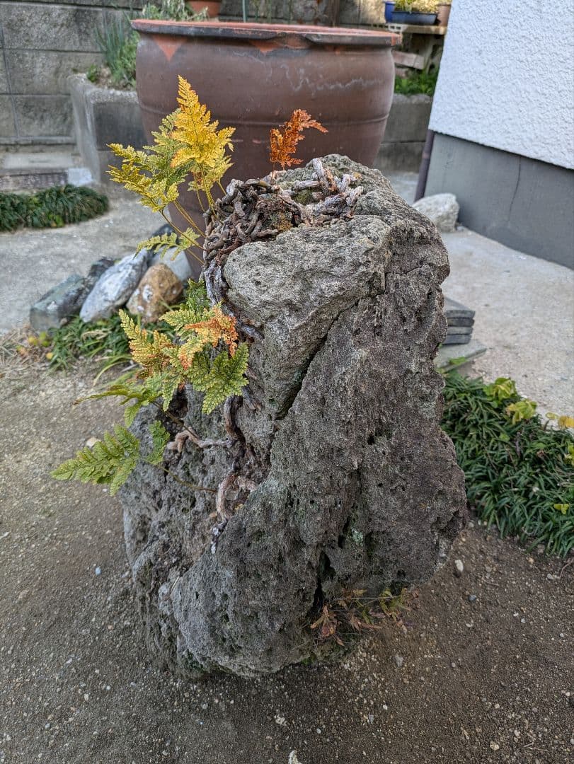 軽石 火山岩