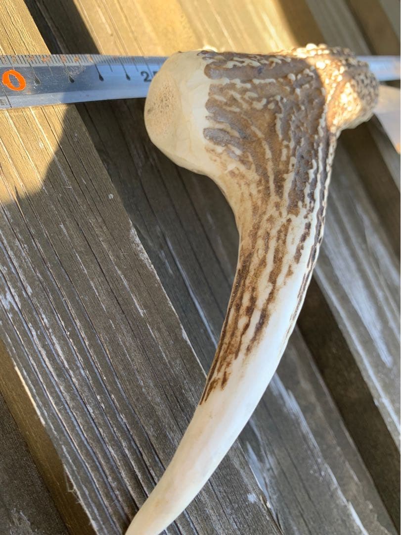 舟行包丁　漁師包丁　鹿のツノ　間切り　漁師マキリ