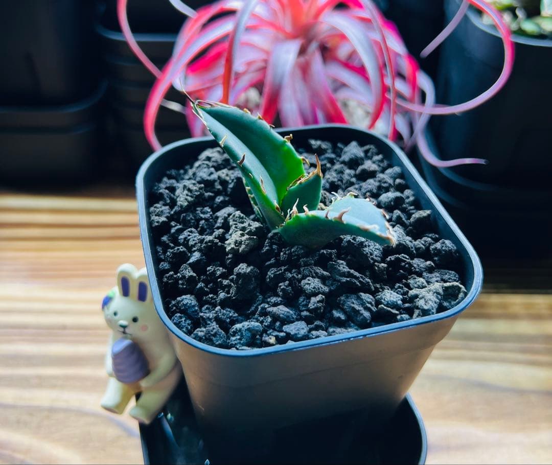 アガベ チタノタ 白鯨子株 Willing plant 『キャベツ太朗』