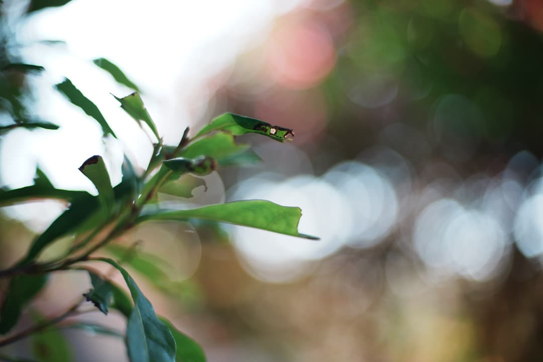 【極美品】動作◎ ニコン　Ai Nikkor 50mm F1.4 223