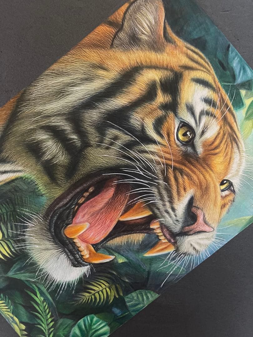 色鉛筆画A4 虎.20