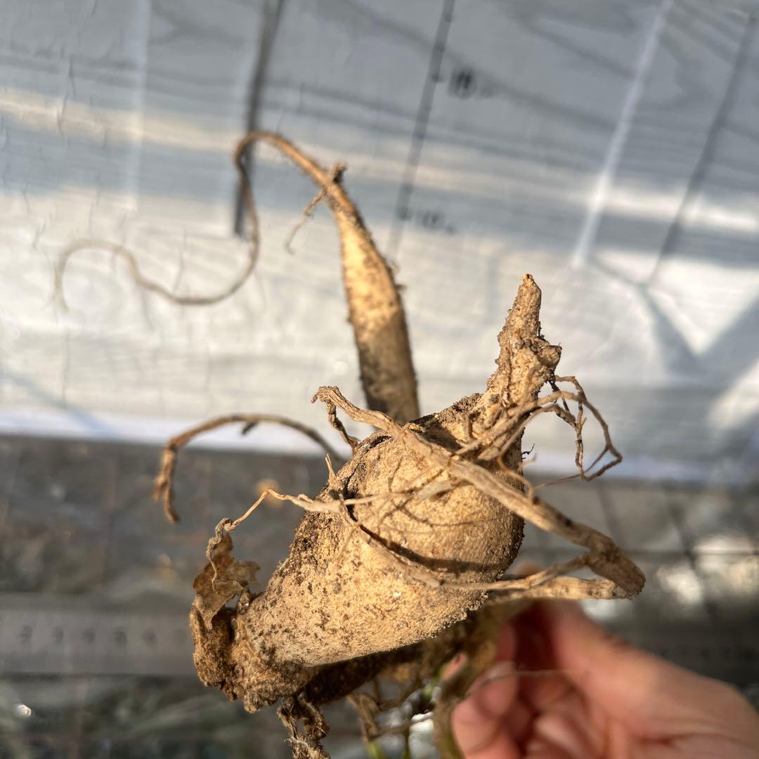 ダリア　球根　(2)超レア　カフェ・○・レ