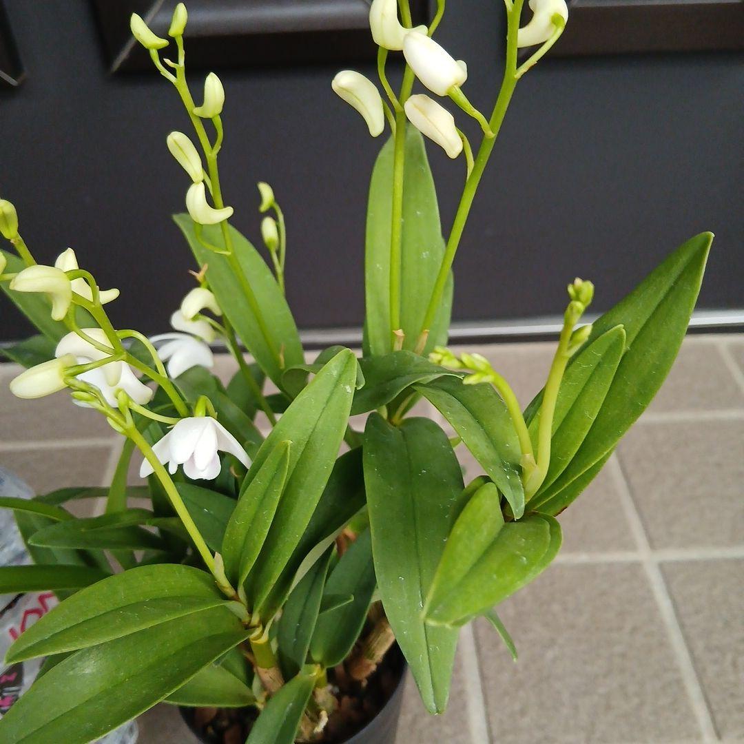 洋蘭　デンドロビウム　リトルマリー