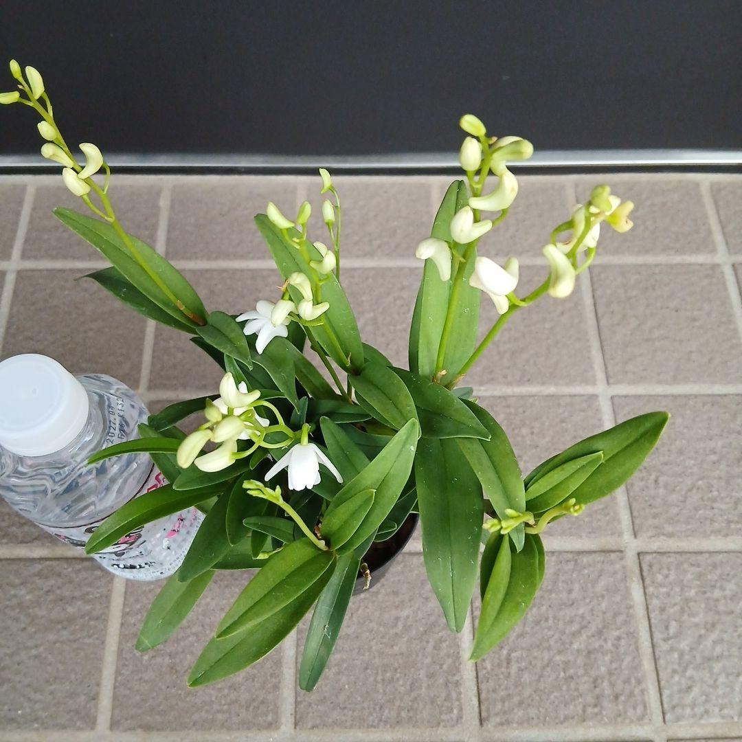 洋蘭　デンドロビウム　リトルマリー