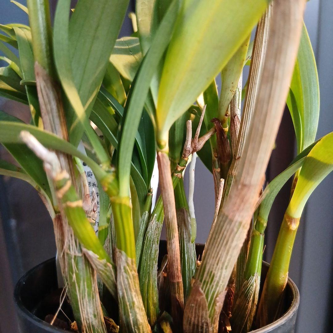 洋蘭　デンドロビウム　リトルマリー