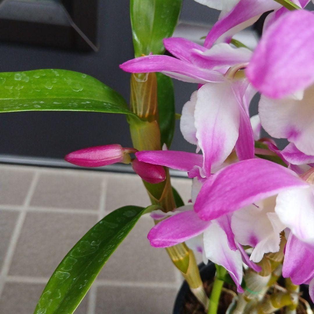 洋蘭　デンドロビウム　リトルマリー