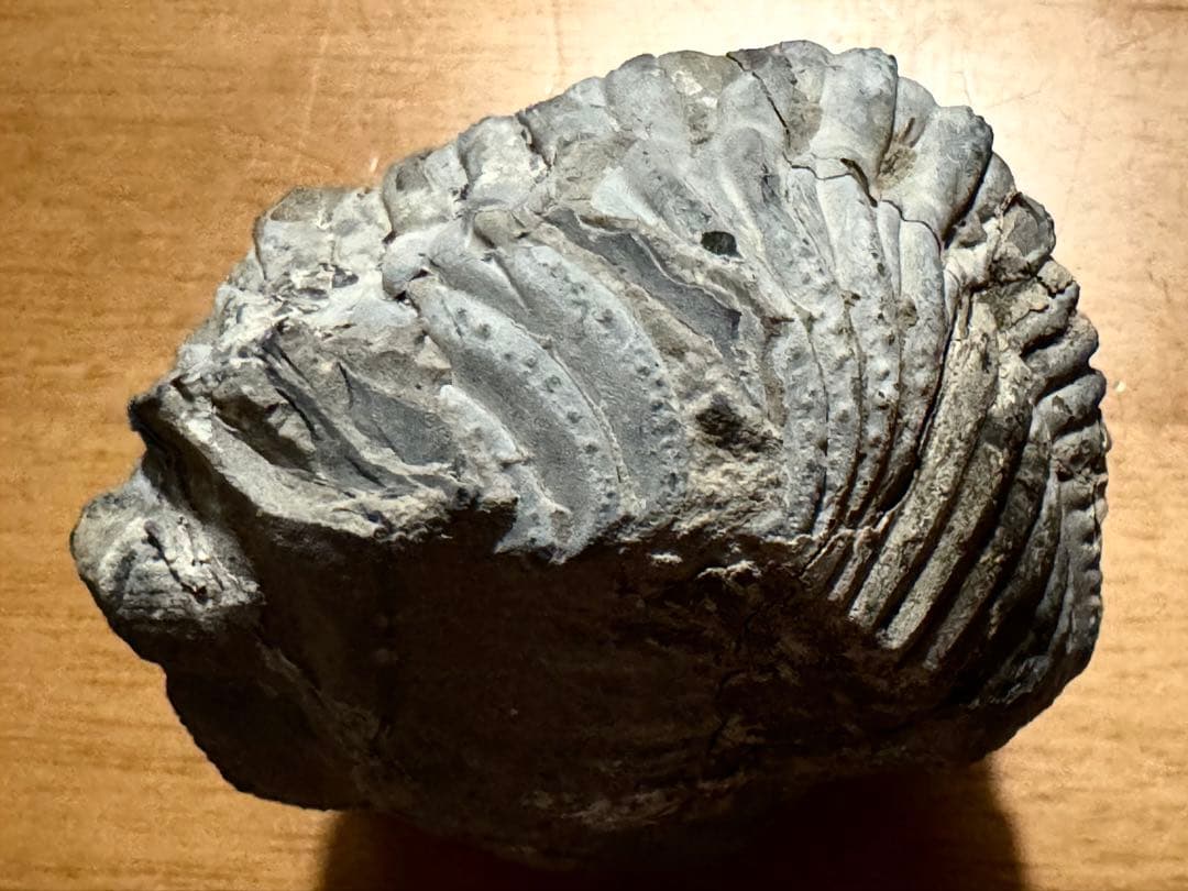 ★三葉虫大型化石／母岩付 約9.5cm 640g 希少古生代デボン紀相当