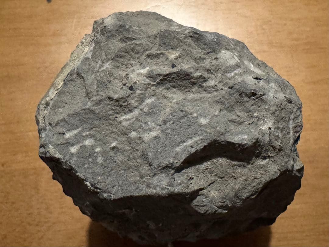 ★三葉虫大型化石／母岩付 約9.5cm 640g 希少古生代デボン紀相当