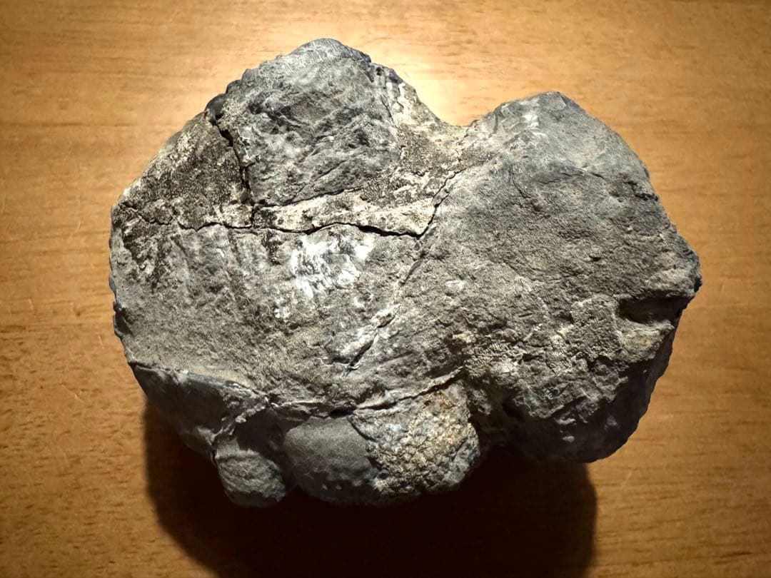 ★三葉虫大型化石／母岩付 約9.5cm 640g 希少古生代デボン紀相当
