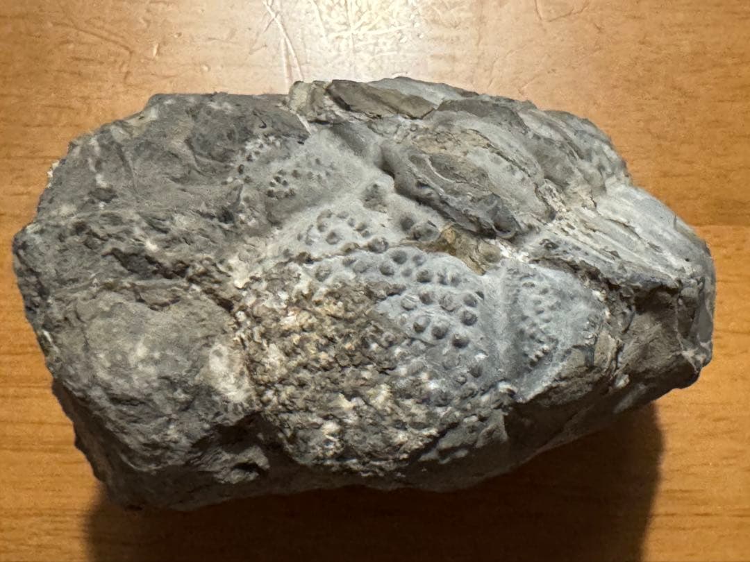 ★三葉虫大型化石／母岩付 約9.5cm 640g 希少古生代デボン紀相当