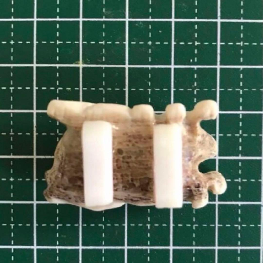 【種名　日本鹿の角】 手彫り帯留め　⭐️輝く瞳の兎王⭐️ ☆匿名☆