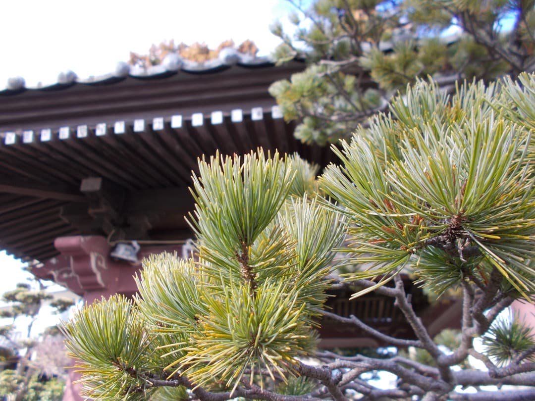 追加あり⭕️乾電池式【動作確認済】Nikon COOLPIX A10　シルバー