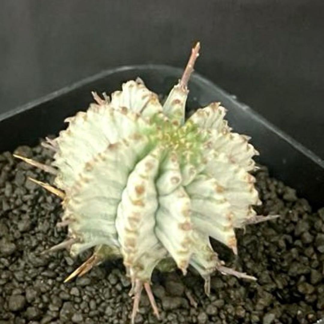 M*1様 ユーフォルビアホリダ Ver.ゲレンデ 極選抜 神白 カキ子