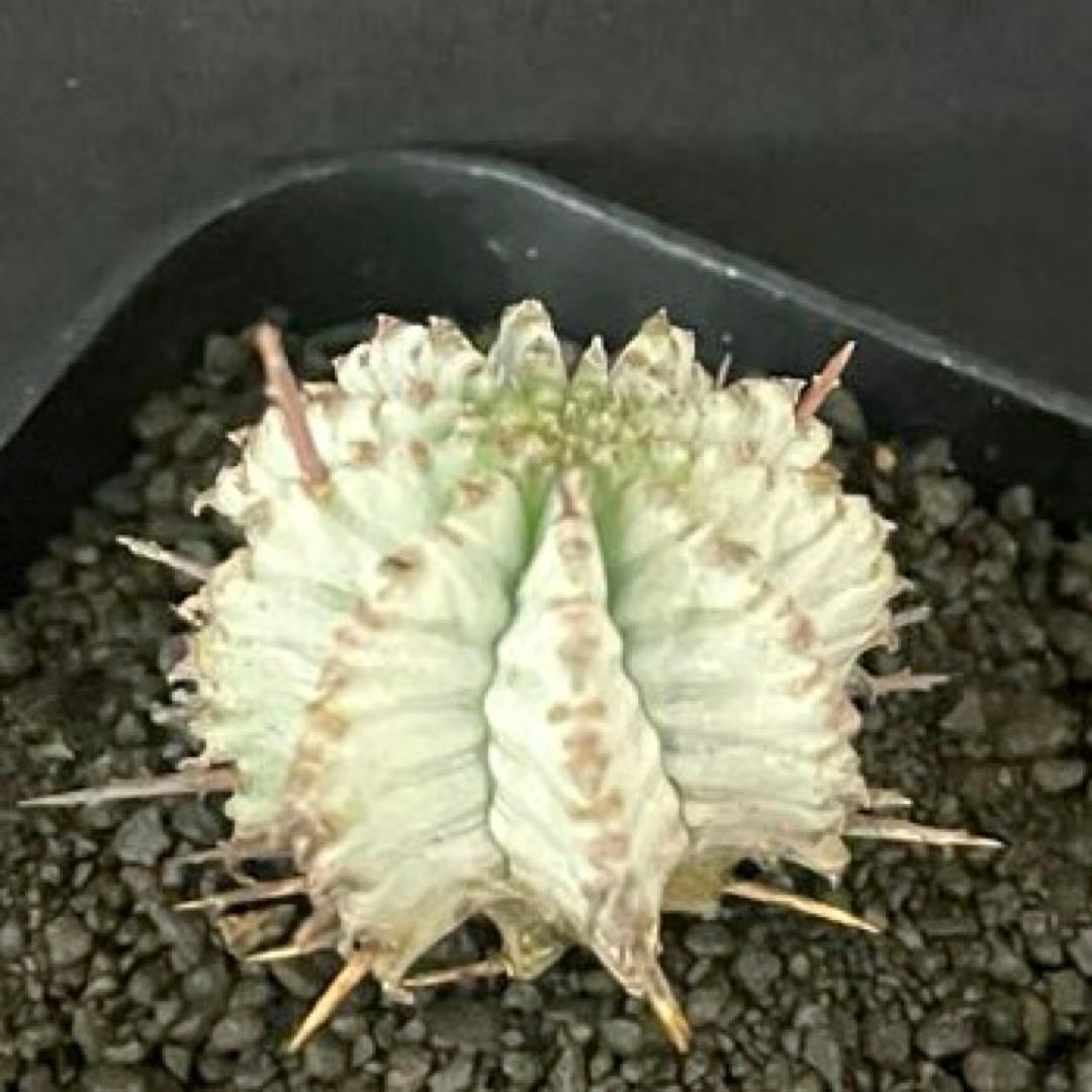 M*1様 ユーフォルビアホリダ Ver.ゲレンデ 極選抜 神白 カキ子