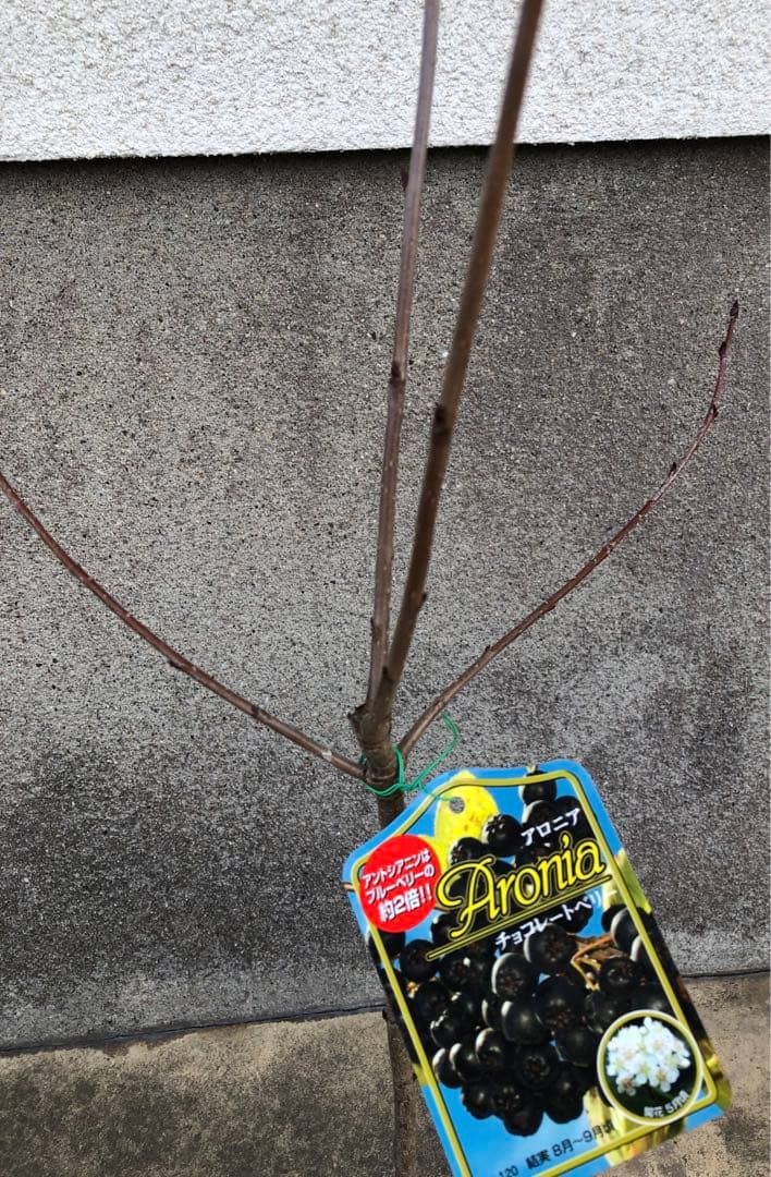 アロニア チョコレートベリー(チョコベリー)果樹苗 アントシアニン成分多い黒い実