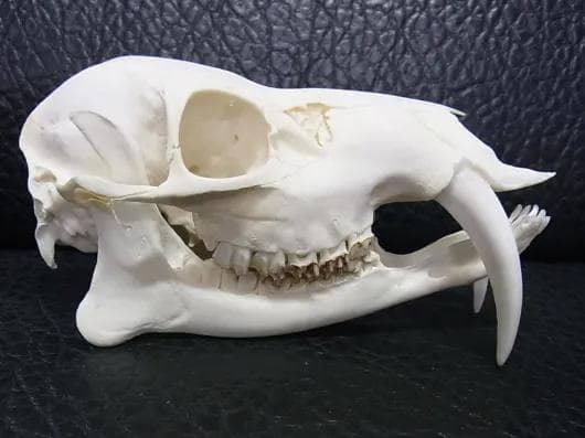 高品質！ キバノロ ♂ （Chinese Water Deer）頭骨