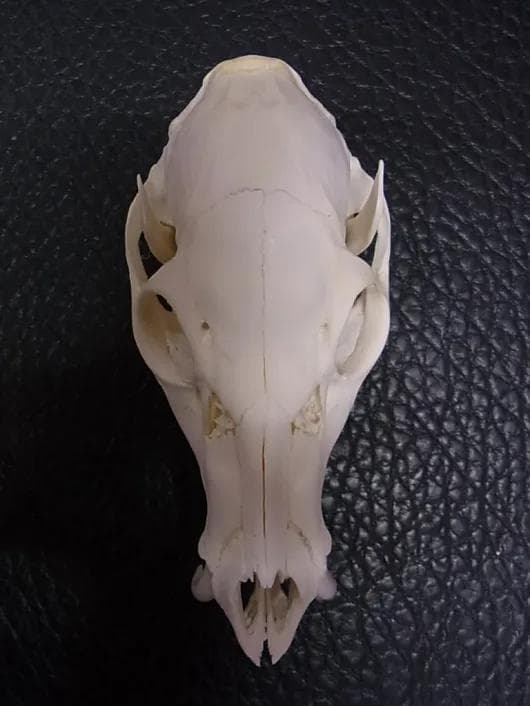 高品質！ キバノロ ♂ （Chinese Water Deer）頭骨