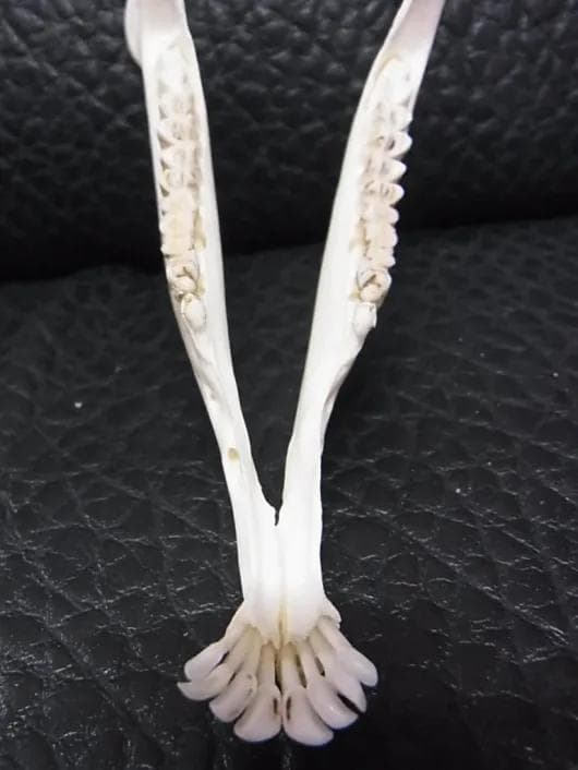 高品質！ キバノロ ♂ （Chinese Water Deer）頭骨