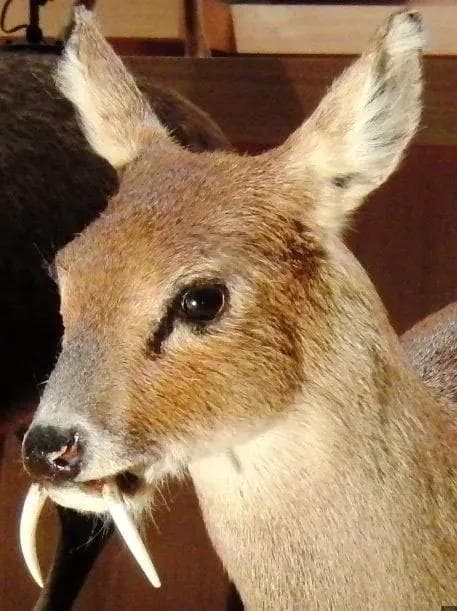 高品質！ キバノロ ♂ （Chinese Water Deer）頭骨