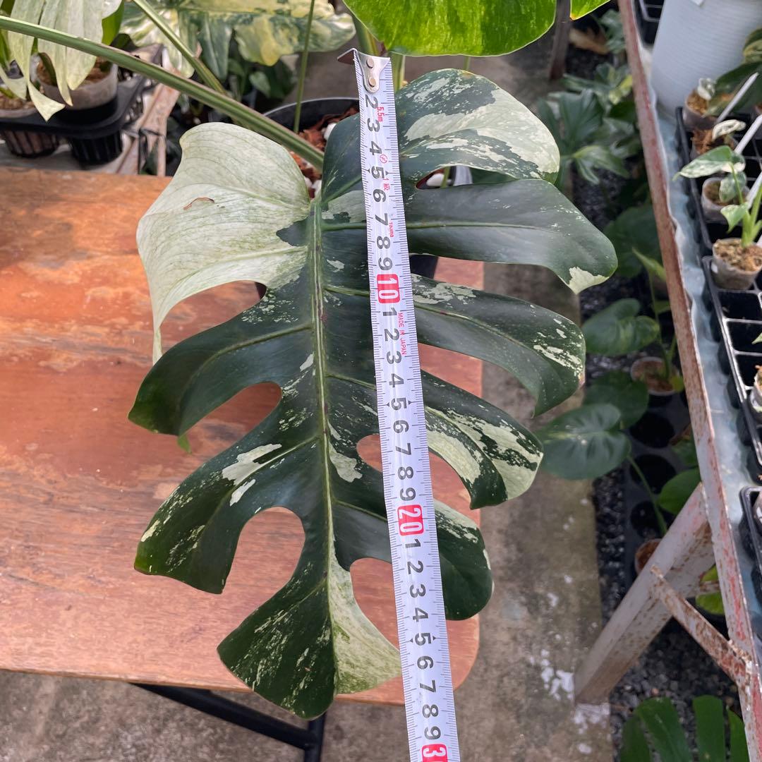 BS2 モンステラ　ボルギシアナ　x デリシオーサ　ミント　美斑入り株