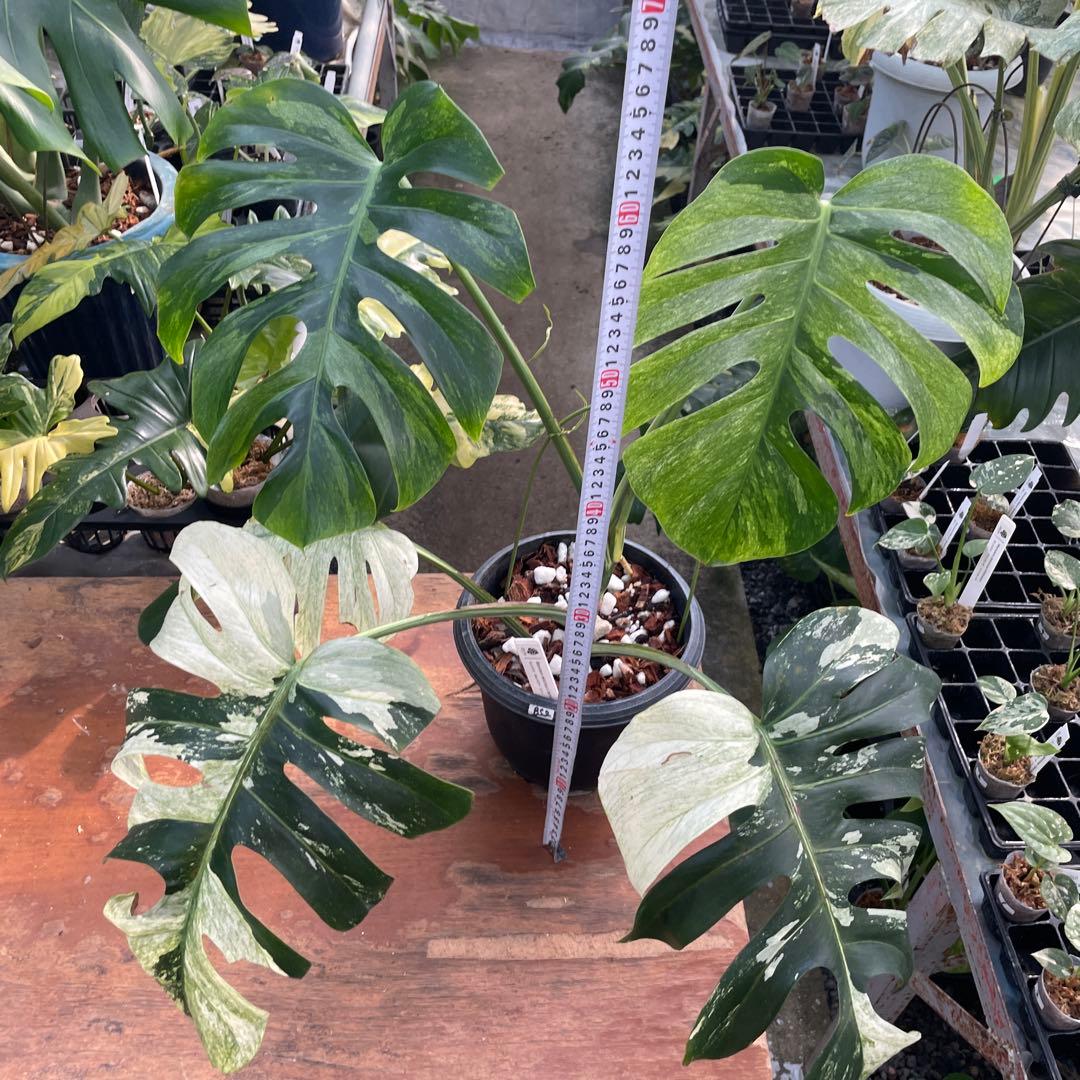 BS2 モンステラ　ボルギシアナ　x デリシオーサ　ミント　美斑入り株