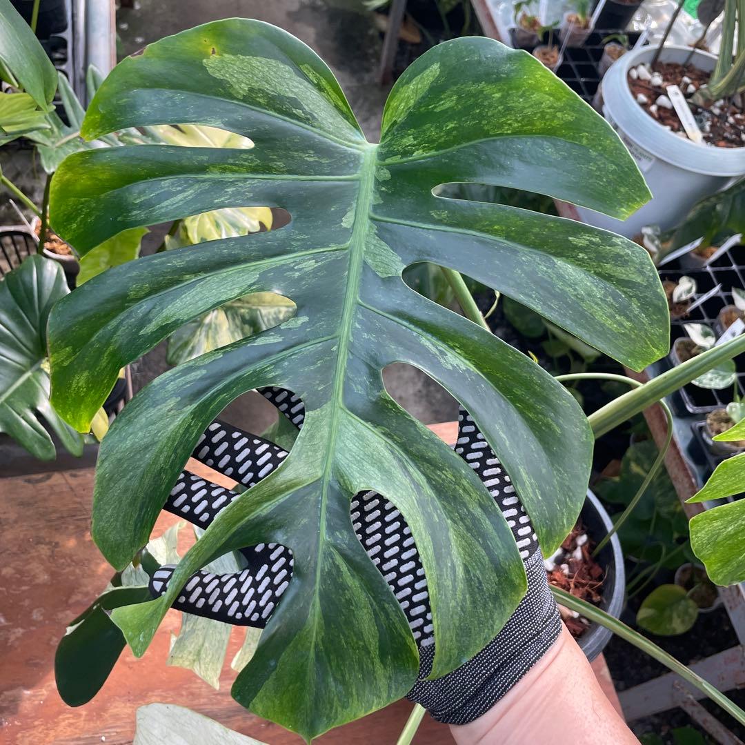 BS2 モンステラ　ボルギシアナ　x デリシオーサ　ミント　美斑入り株