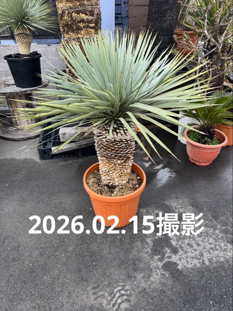 極太 ロストラータ ハヤ ダシリリオン フィリフェラ アロイフォリア