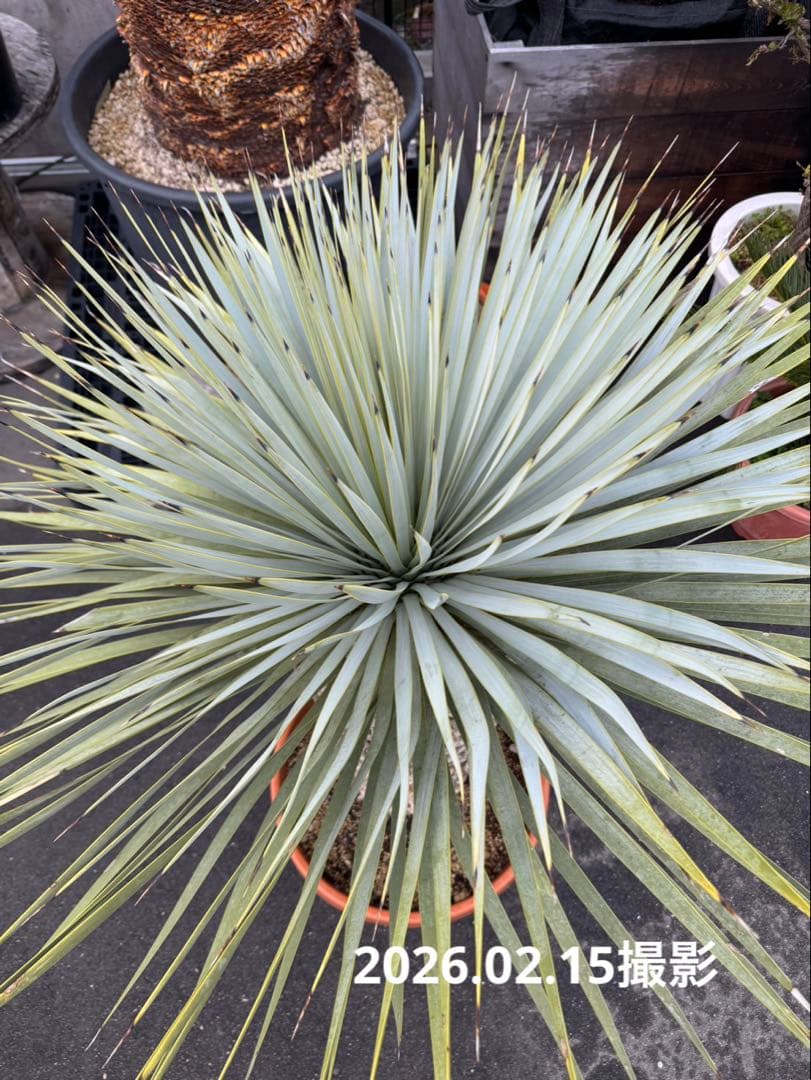 極太 ロストラータ ハヤ ダシリリオン フィリフェラ アロイフォリア