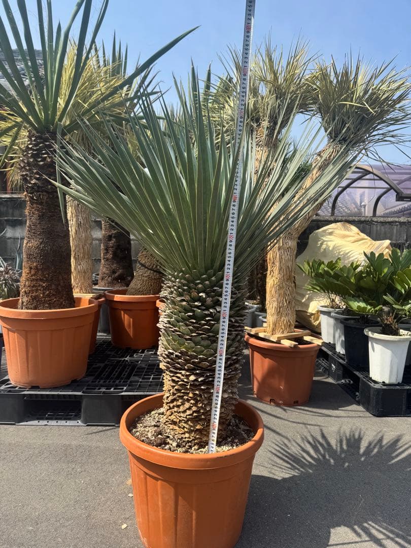 極太 ロストラータ ハヤ ダシリリオン フィリフェラ アロイフォリア