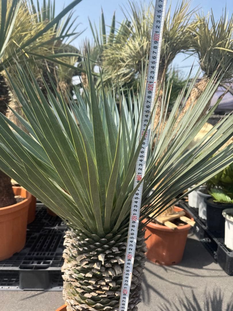 極太 ロストラータ ハヤ ダシリリオン フィリフェラ アロイフォリア