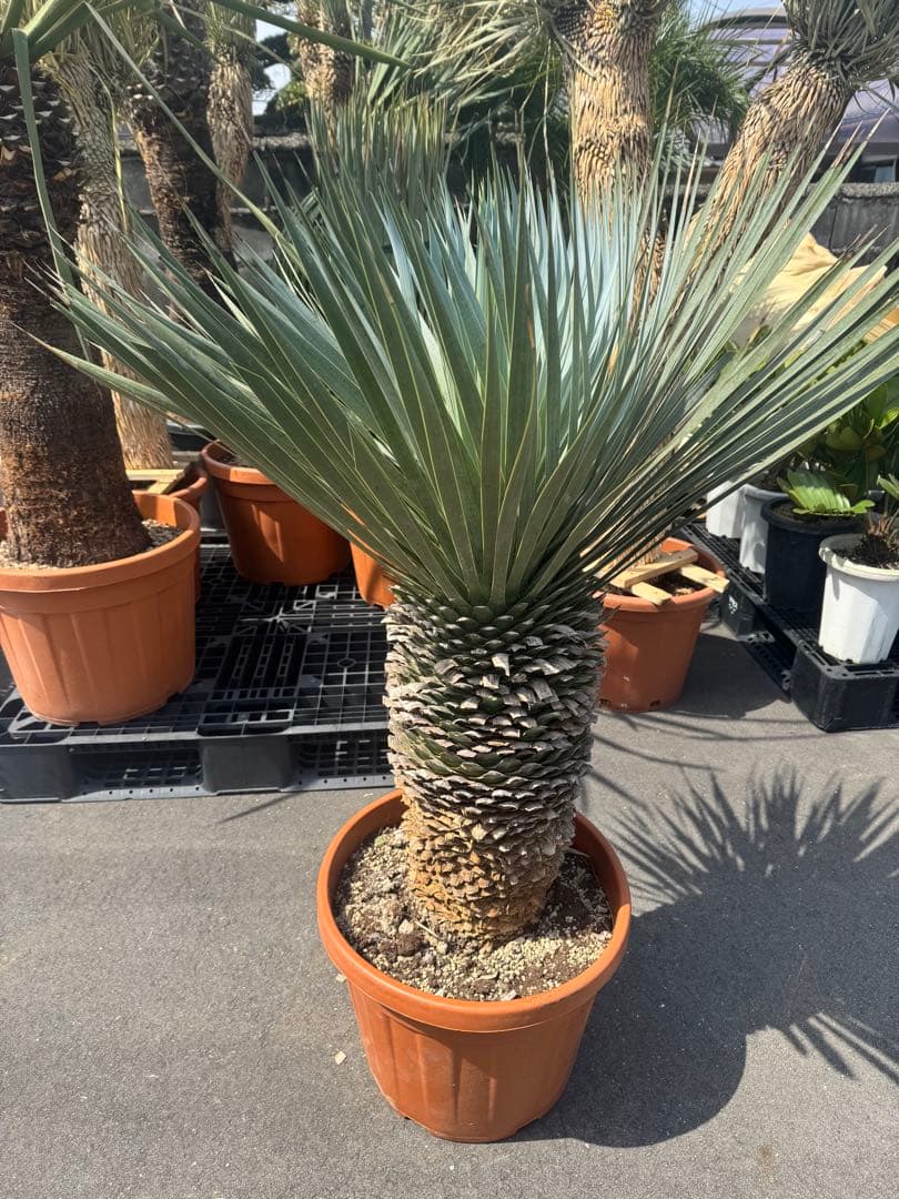 極太 ロストラータ ハヤ ダシリリオン フィリフェラ アロイフォリア