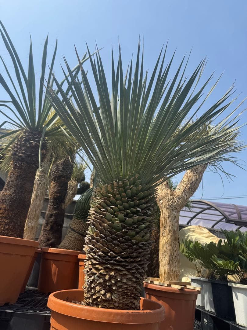 極太 ロストラータ ハヤ ダシリリオン フィリフェラ アロイフォリア