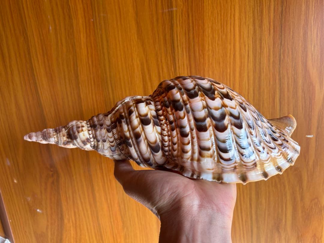 美品　法螺貝　 直線　 30.5cm