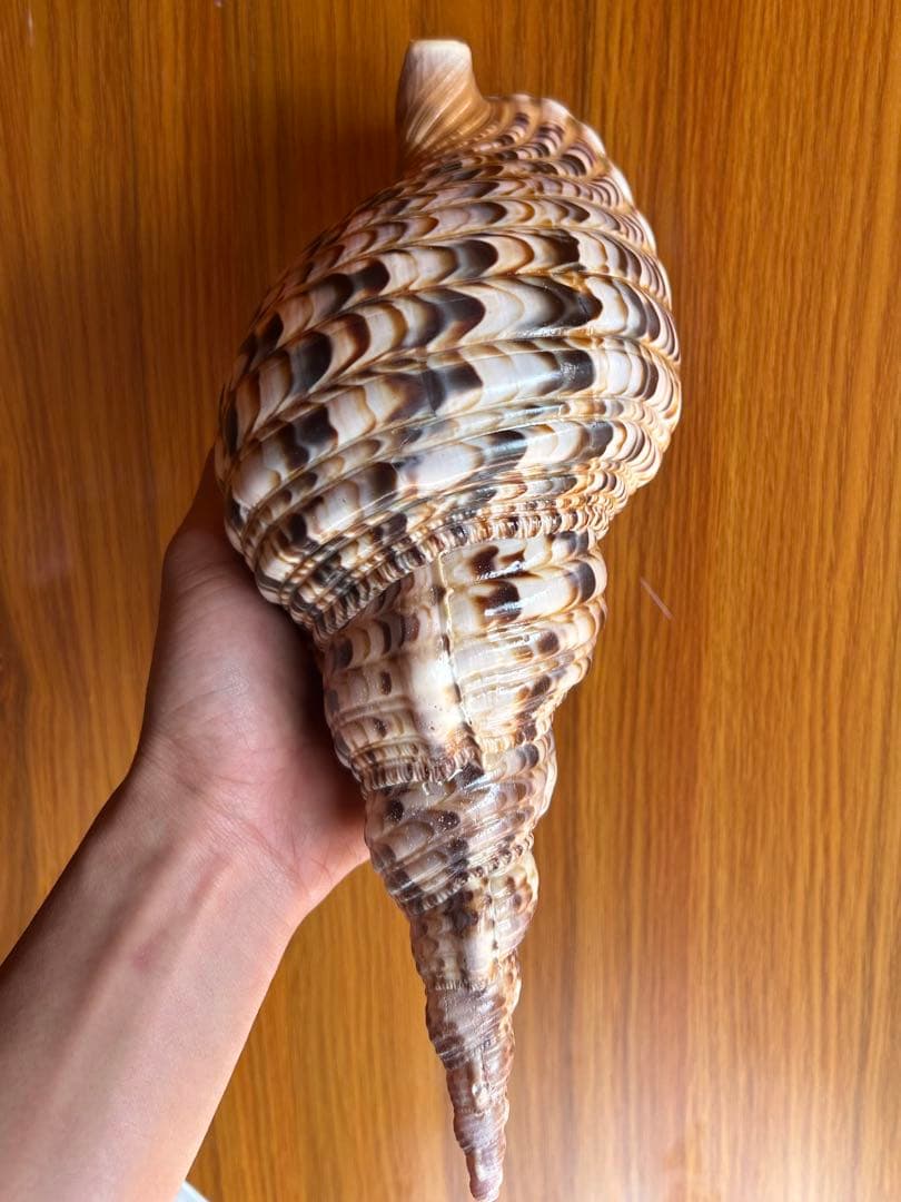美品　法螺貝　 直線　 30.5cm
