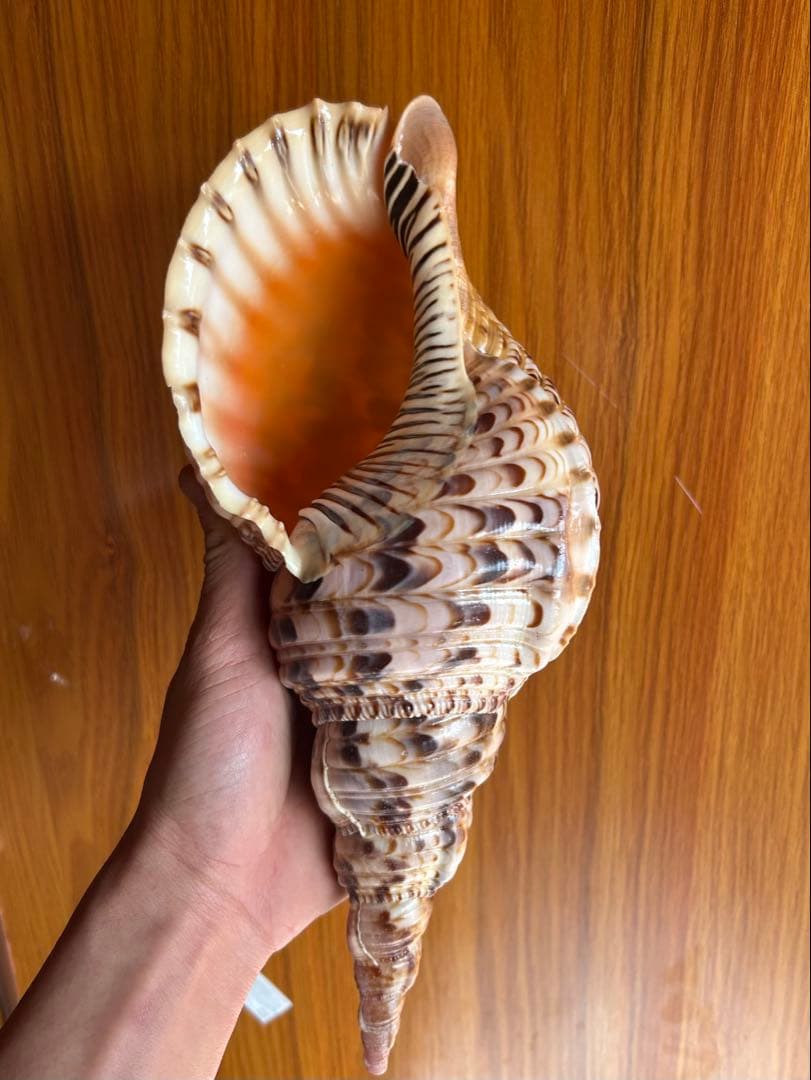 美品　法螺貝　 直線　 30.5cm