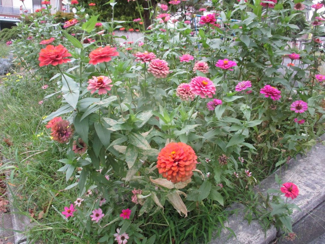 Canon IXY200 コンパクトデジタルカメラ