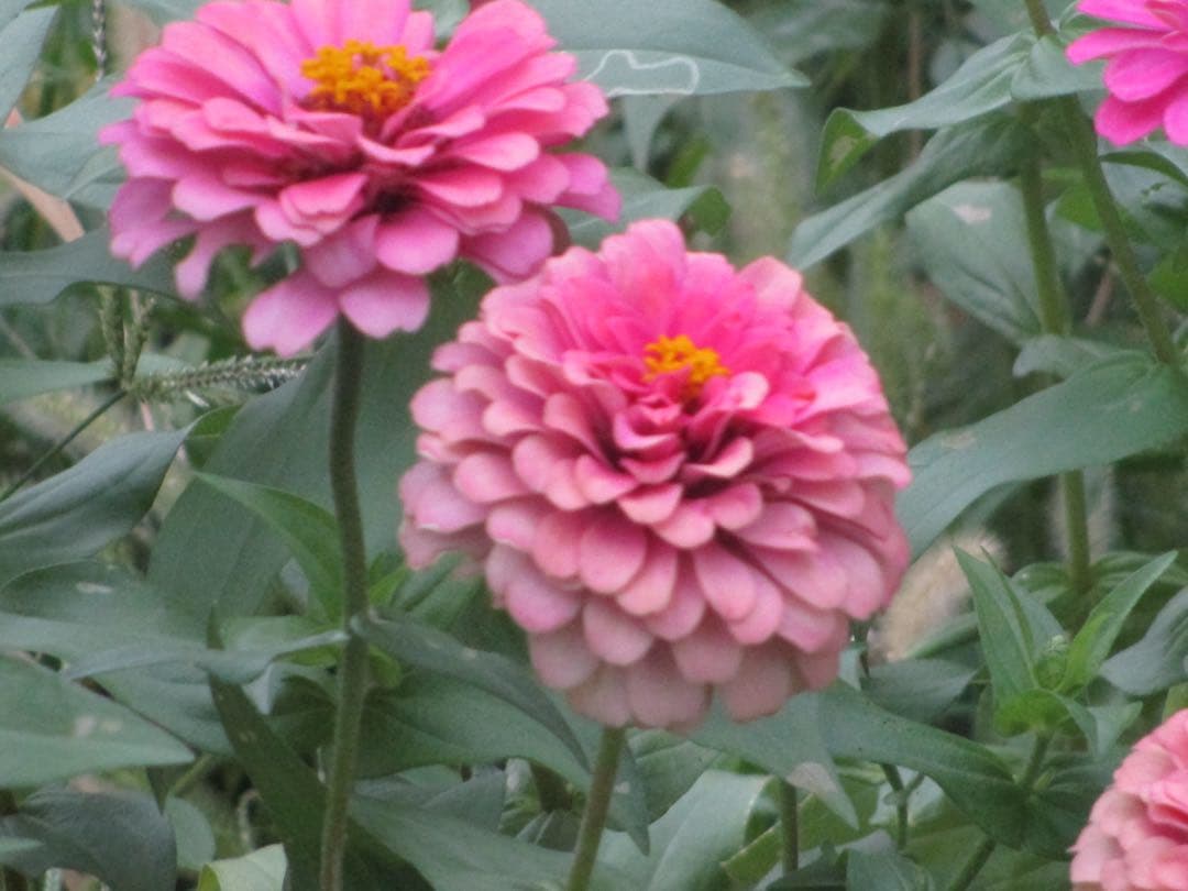 Canon IXY200 コンパクトデジタルカメラ