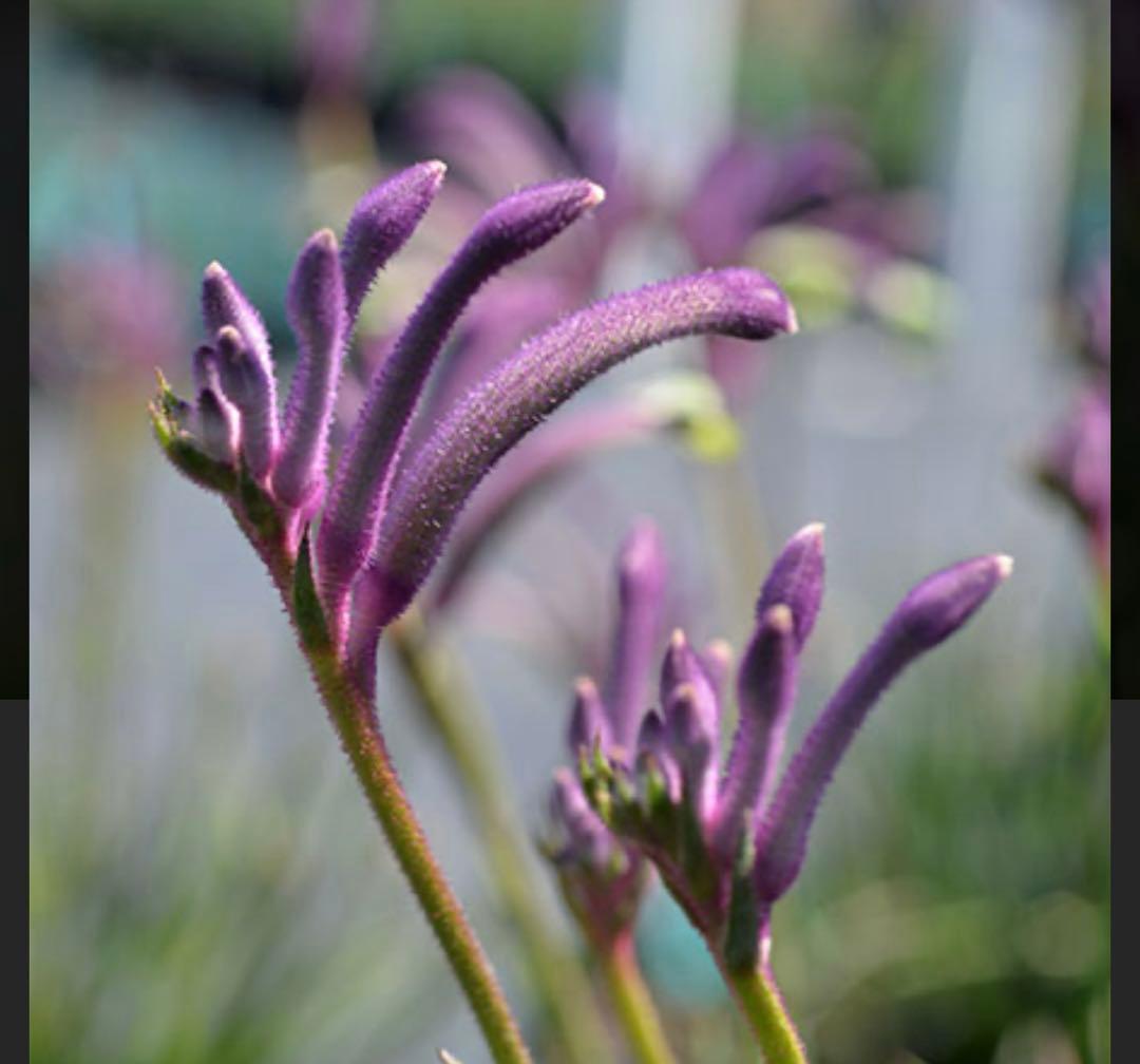 カンガルーポー　カーニヴァル　セレブレーションシリーズ　5号 鉢ごと発送