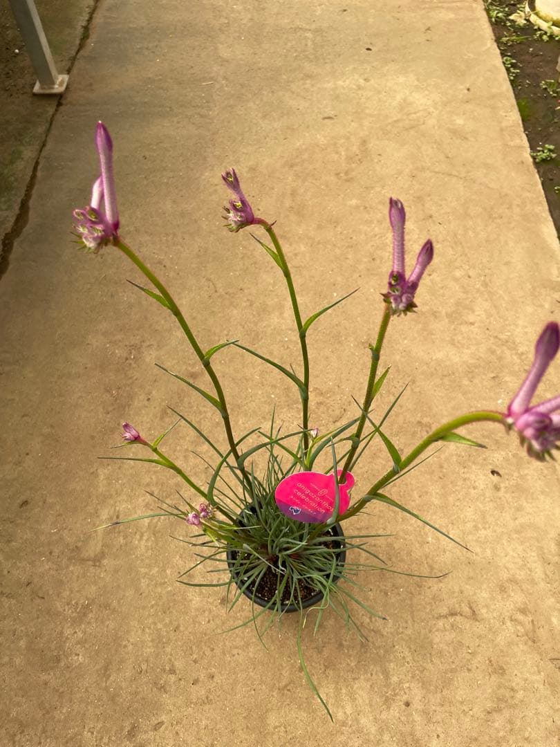 カンガルーポー　カーニヴァル　セレブレーションシリーズ　5号 鉢ごと発送