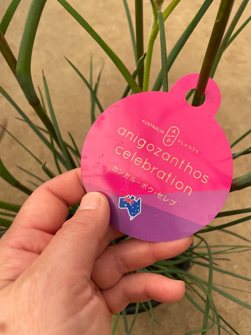 カンガルーポー　カーニヴァル　セレブレーションシリーズ　5号 鉢ごと発送