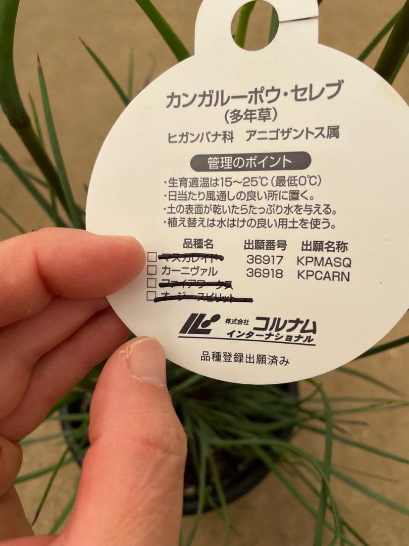 カンガルーポー　カーニヴァル　セレブレーションシリーズ　5号 鉢ごと発送