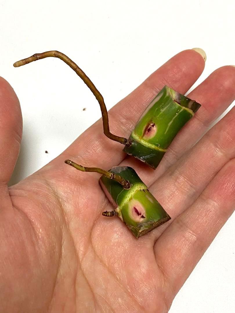 ２つです‼️【太茎‼️】フィロデンドロン　ホワイトプリンセス　茎③ 斑入り　希少人気